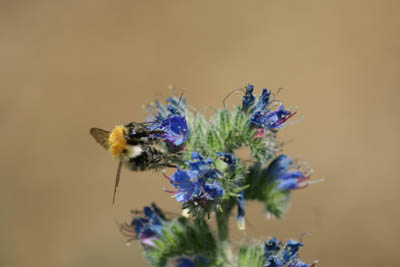 Abeile butinant une fleur